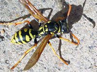 Close-up of a yellow jacket showing distinctive markings